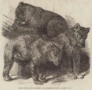 Grizzly Bears, i Gardens of the Zoological Society, Regent